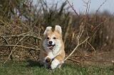 CORGI PEMBROKE 864